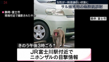日本抓捕野猴时用麻醉枪射晕民众 市长出面道歉