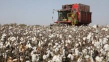新疆棉花陆续进入采摘期，中企积极应对美“新疆棉禁令”恶法