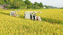 单株1.8米高！西充试种巨型稻亩产达650公斤