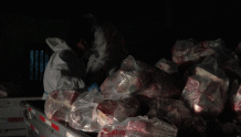 10万斤牛肉已送达！日喀则发放“牛肉礼包”