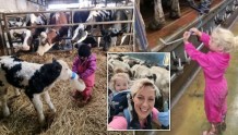 2岁女孩爱喂牛 或成英国最年轻奶农