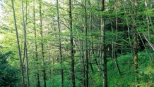 密林、富氧、珍稀动植物、丛林民宿……竹山激活森林康养资源