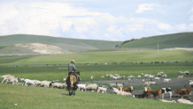 追光丨骑马、放羊、打排球……这些牧民的“日常操作”赢了