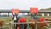 夷陵“牛”品种带动全产业链“犇”跑