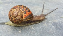 英国一名新任警察为了平复情绪在警察局养宠物蜗牛