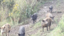 野猪侵扰社区事件日益增多 新西兰政府雇猎人杀野猪