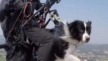 长沙一教练带宠物犬乘滑翔伞：它飞过十来次，经验丰富