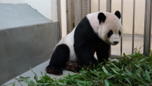 大熊猫“团团”病情恶化，台方申请大陆专家尽快来台