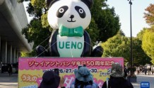 “我们会一直喜爱大熊猫”——日本民众庆祝大熊猫到来50周年