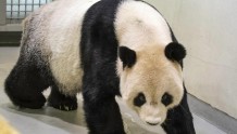 赠台大熊猫“团团”身体状况逐渐向好，大陆专家明返回