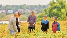 亩产高达420公斤 四川自贡贡井大力推广的复合种植模式为村民实现增产增收