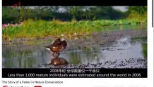 “人鸟情缘”火到海外——国外媒体纷纷转载武汉青头潜鸭的故事