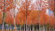 美成“枫”景线 ，沙湖公园红枫进入最佳观叶季