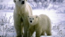 “世界北极熊之都”升温过快，危及北极熊生存