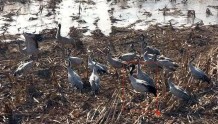 山西省运城市首次发现黑颈鹤越冬