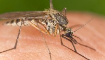 外媒：越南柬埔寨出现变异“超级”蚊子，对常见杀虫剂免疫