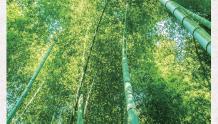天府自然历丨中国首家竹林湿地公园（2022年12月24日）