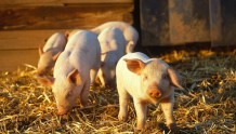 四川省生猪存栏止跌回升，明年出栏量力争恢复至6000万头