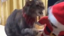 猫咪看到同伴穿着圣诞服，竟一爪打了过去，对方转身就是一个侧踢