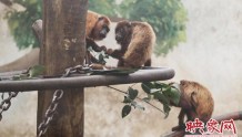 红吼猴、白脸僧面猴首次安家郑州市动物园 这个假期快来一睹芳容吧