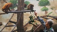 动物家族又添新成员！红吼猴和白脸僧面猴首次安家郑州市动物园