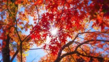 写作京都红叶，读作人山人海？日本旅行赏秋色怎么能不挤？