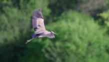 国产纪录片《鹭世界》首映曝终极预告 历时五年跟拍 讲述黄河苍鹭的生命故事