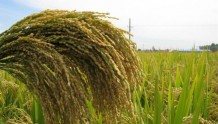 中国科学家发现杂交稻稳产高产基因