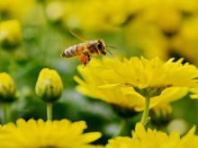 蜜蜂随处可见，为什么联合国说人类正面临蜜蜂危机？