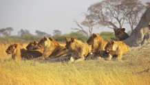 狮群是怎么防止回交与近亲繁殖的？