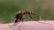 一巴掌没有拍死蚊子 反倒把耳鼓膜拍穿孔