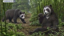 最新研究来了！熊猫食竹历史或可追溯到600万年前