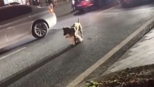 小狗被车撞伤后不能动弹，大狗咬着一点点挪到路边：太暖心了