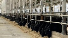 长春市肉牛产业发展取得阶段性进展