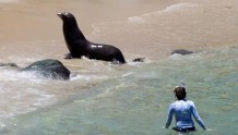 美国加州海滩海狮突然发狂，游客被追惊慌逃窜
