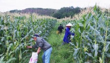 韶关南雄：农企合作促共赢，千亩玉米正飘香