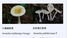 22种山东常见毒蘑菇图谱！路边的蘑菇不要采