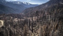 美联社：大火烧掉太多森林 拜登发誓美国需要种植10亿棵树弥补