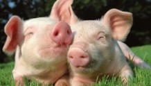 浙江生猪产能三年新增753万头 实现优质种猪基本自给
