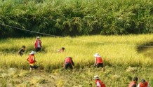 「宜宾」江安县组织爱心人士帮助农民收割稻谷