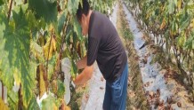 「乐山」小葡萄种出“甜蜜”经济