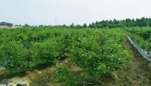 “小浆果”变成“大产业”，靖宇县蓝莓栽培面积达到3.2万亩