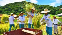 割禾脱谷，植物探秘……广州中小学生体验收割开镰仪式民俗活动