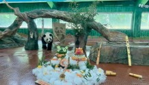 「图集」广州动物园明星大熊猫兄妹“星一”“雅一”9岁啦