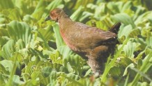 泉州首现珍稀鸟类红胸田鸡