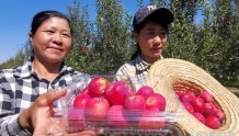风帆起北疆·喜迎二十大·我在现场｜希伯花镇的锦绣海棠果丰收了