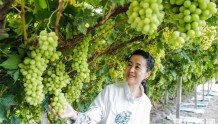 敦煌葡萄喜获丰收 首次出口东南亚国家