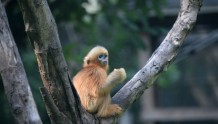 “ 明朗”、“ 明晖”，广州动物园两只金丝猴宝宝有名字啦！