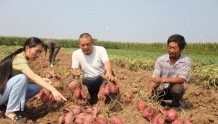 红薯成农民增收致富“金疙瘩”