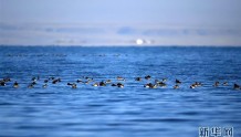 青海湖秋季迁徙水鸟数量创历史新高，较上年同期增三成多